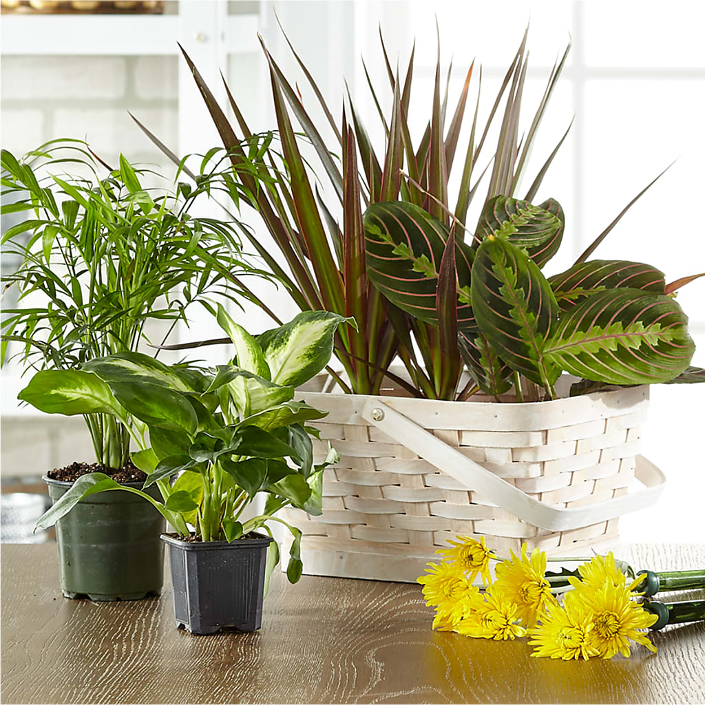 Florist Designed Blooming and Green Plants in a Basket – Semper Fi Florist, Oceanside CA
