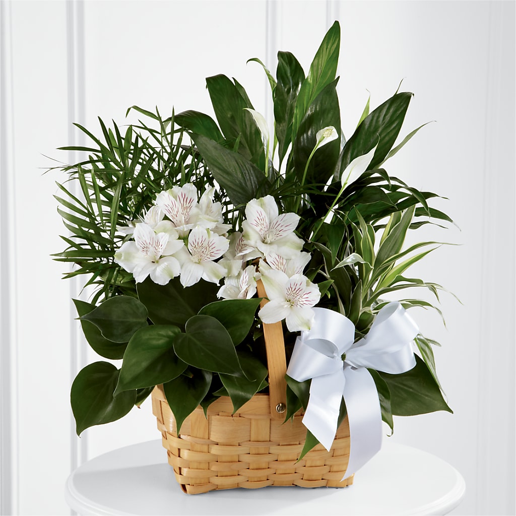 Peace & Serenity Dishgarden – Semper Fi Florist, Oceanside CA
