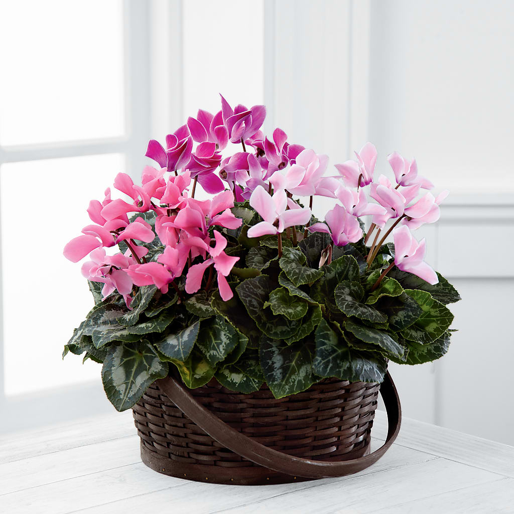 Mixed Cyclamen Planter – Semper Fi Florist, Oceanside CA