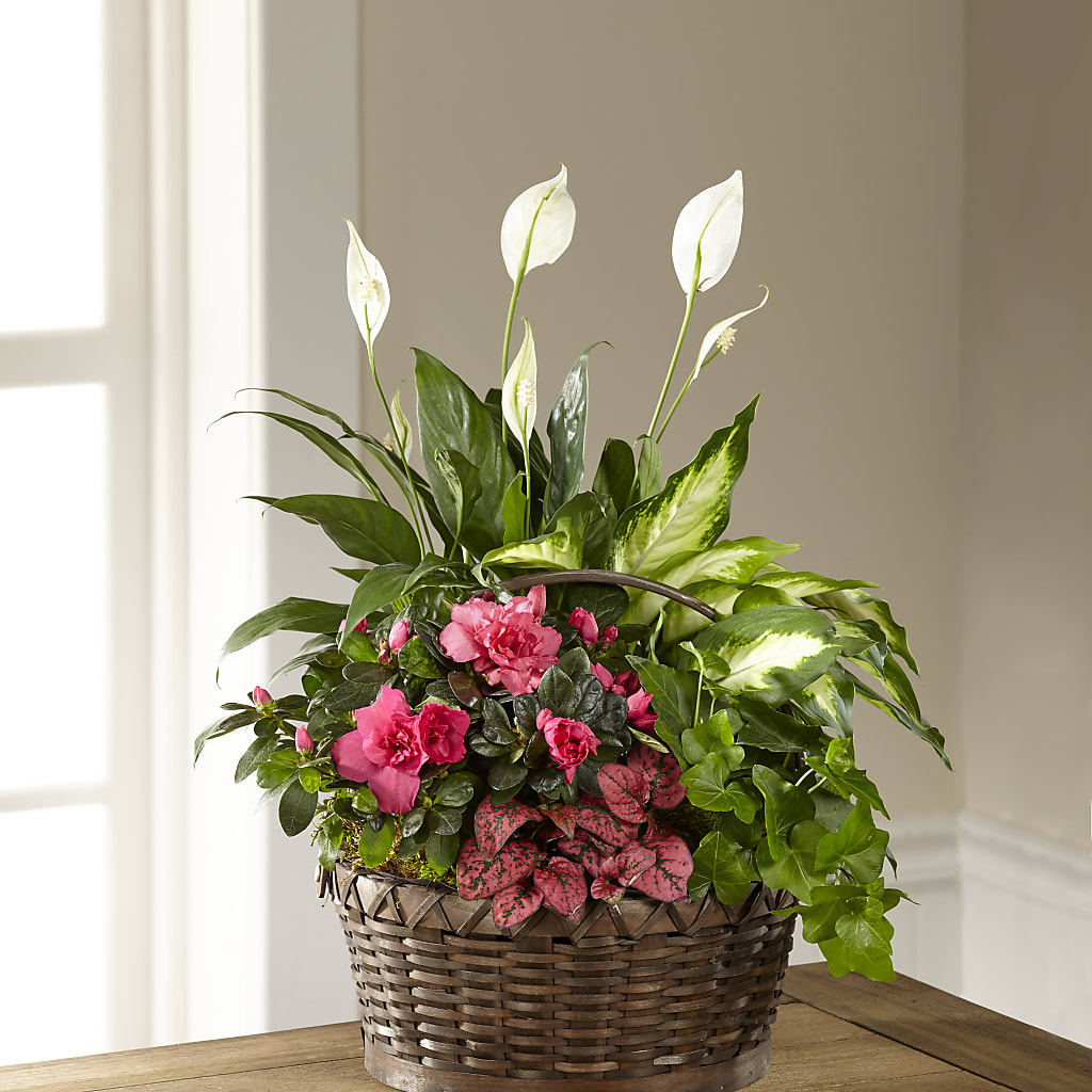 Dream in Pink Dishgarden – Semper Fi Florist, Oceanside CA
