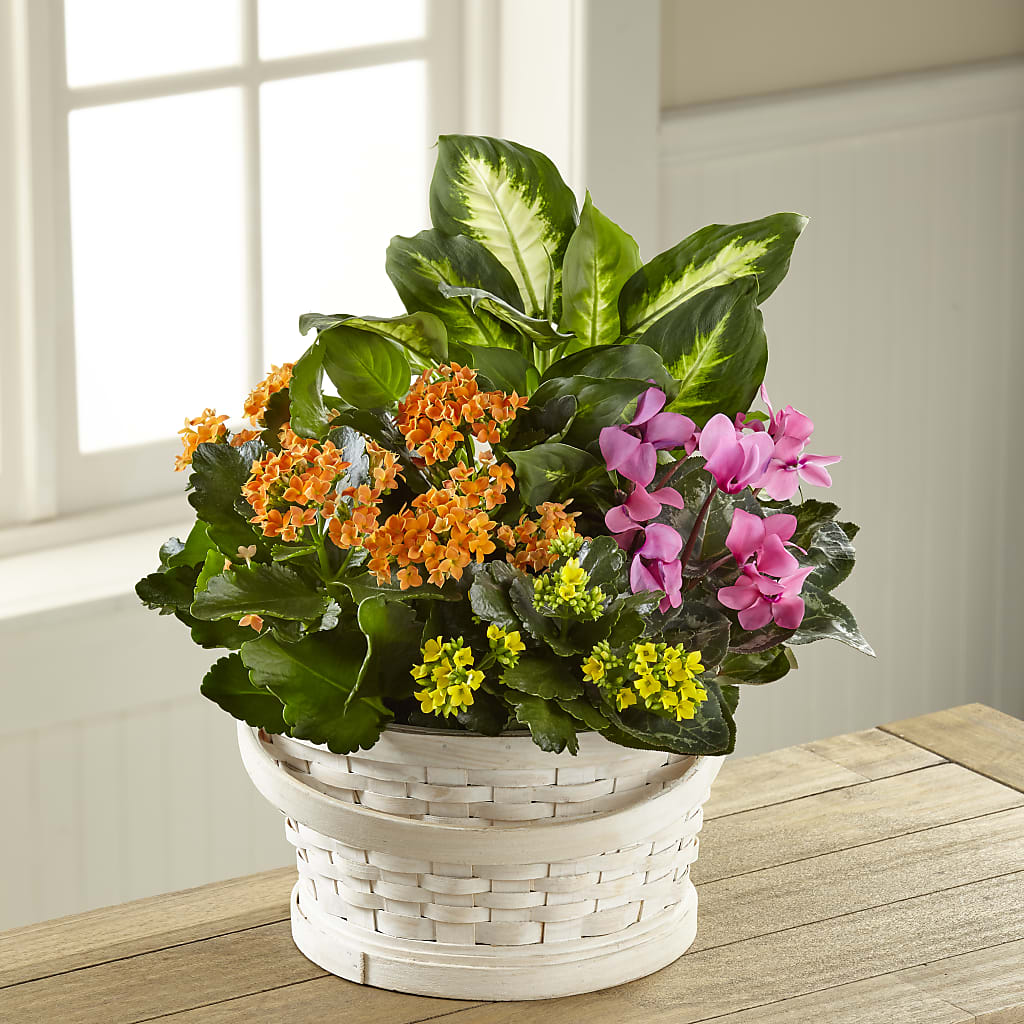 Color Crush Dishgarden – Semper Fi Florist, Oceanside CA