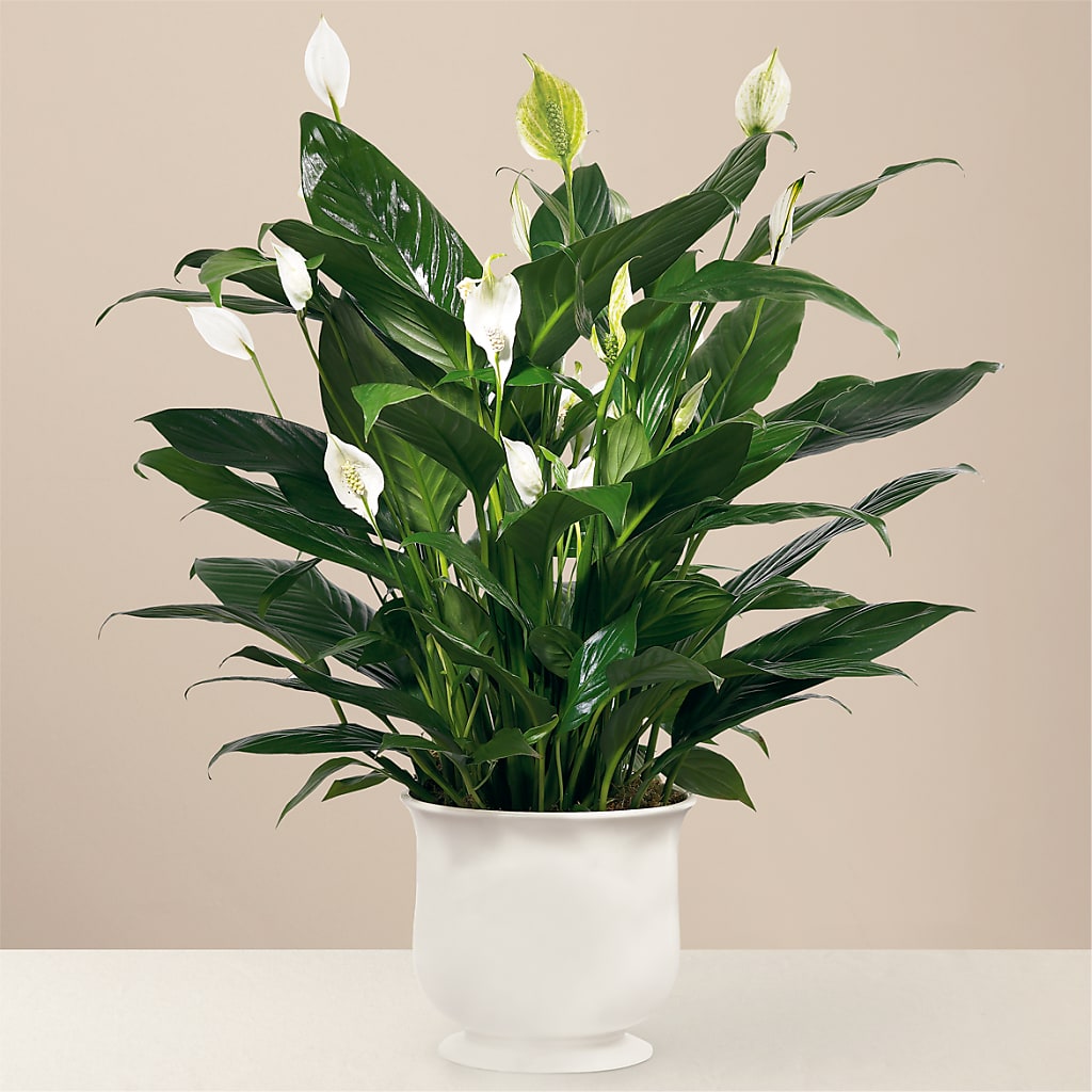 Comfort Planter – Semper Fi Florist, Oceanside CA