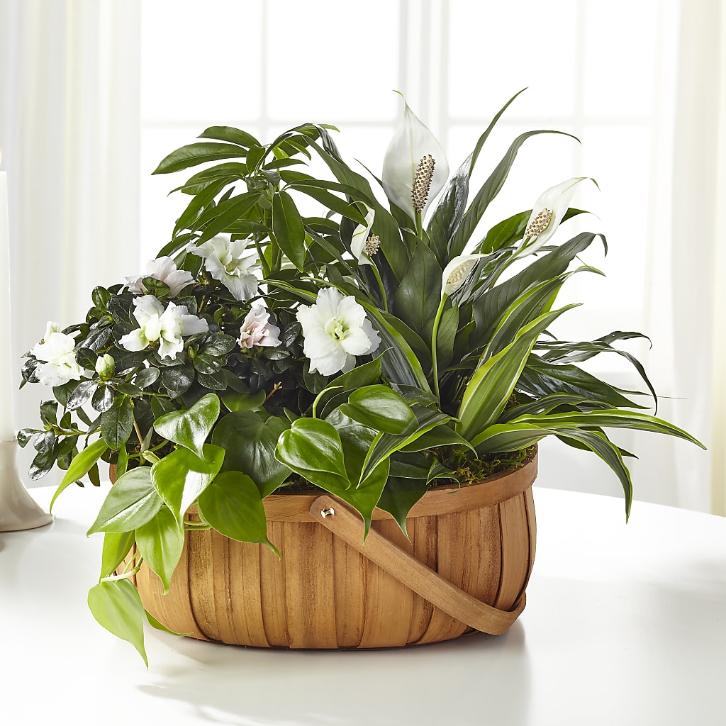 Serene Dishgarden – Semper Fi Florist, Oceanside CA