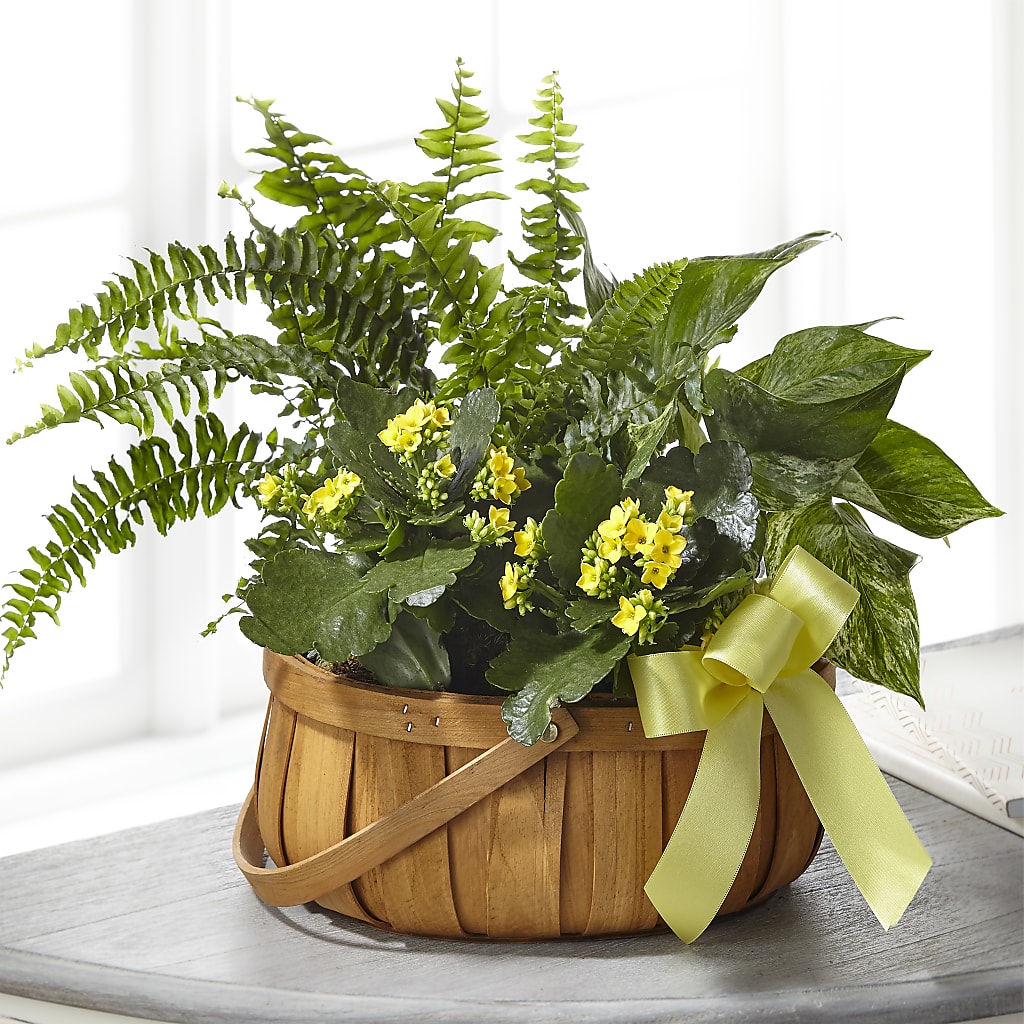 Always Dear Dishgarden – Semper Fi Florist, Oceanside CA