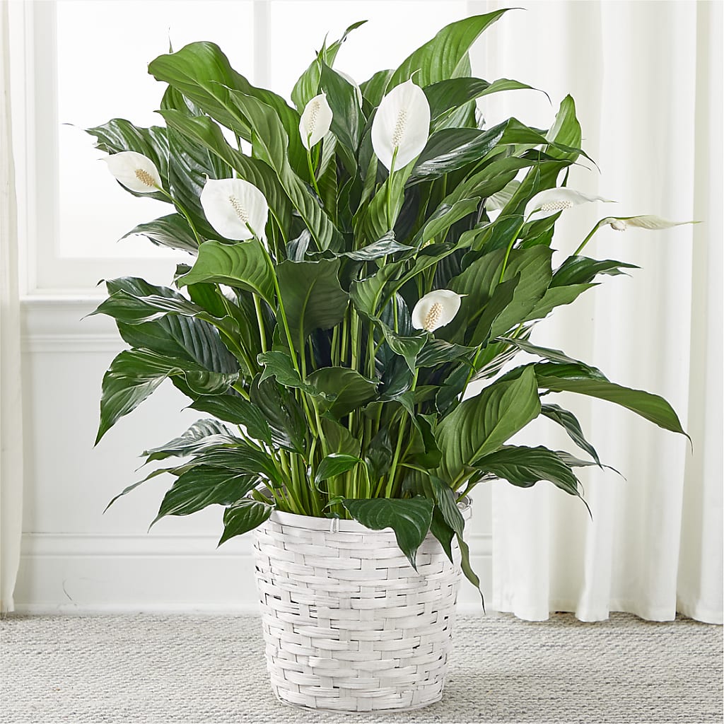 A New Leaf Peace Lily – Semper Fi Florist, Oceanside CA