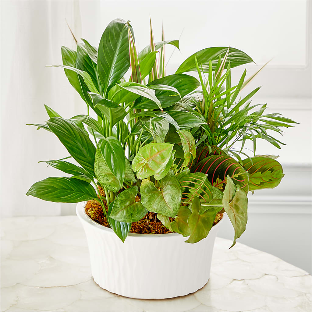 Balance & Harmony Dishgarden – Semper Fi Florist, Oceanside CA