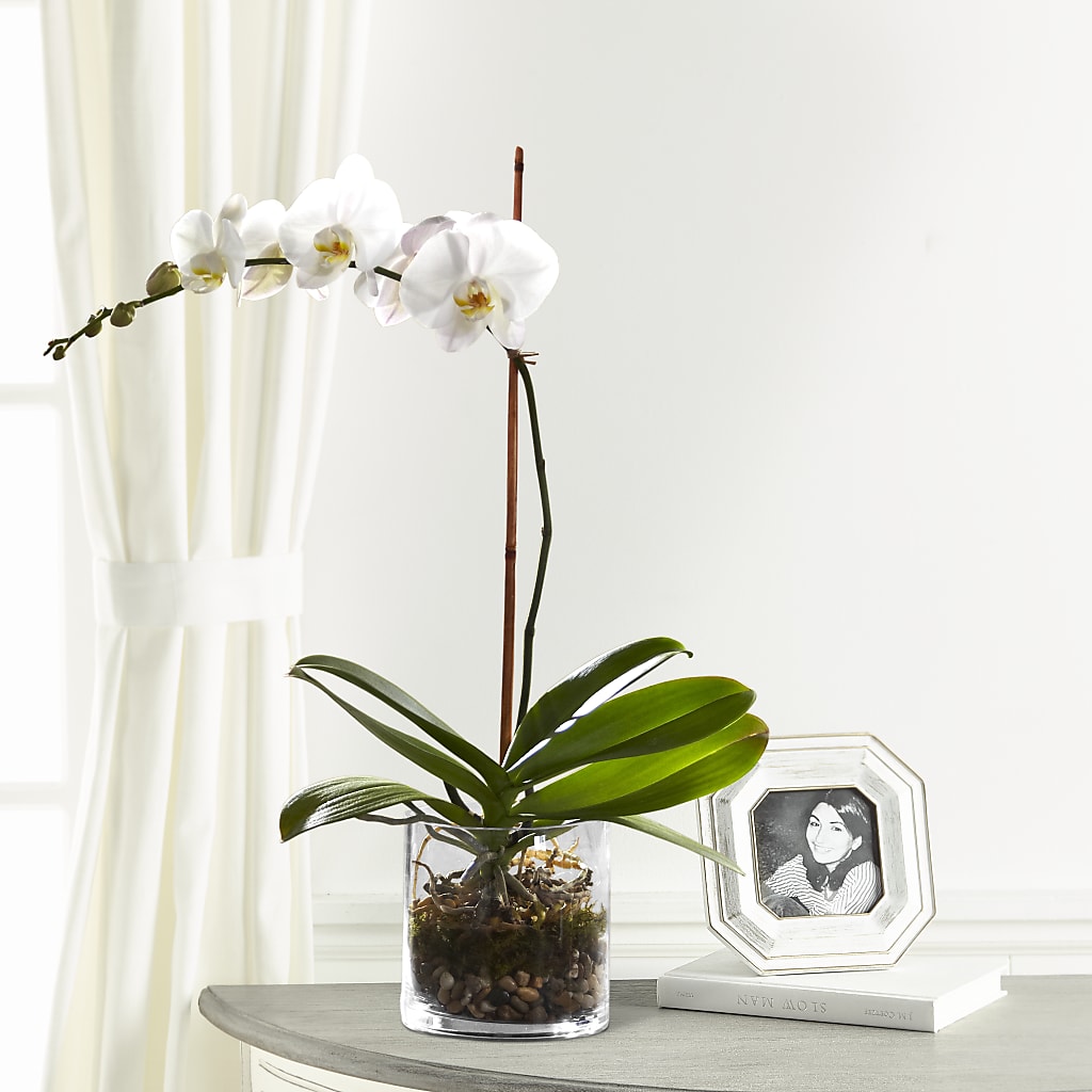 White Orchid Planter – Semper Fi Florist, Oceanside CA