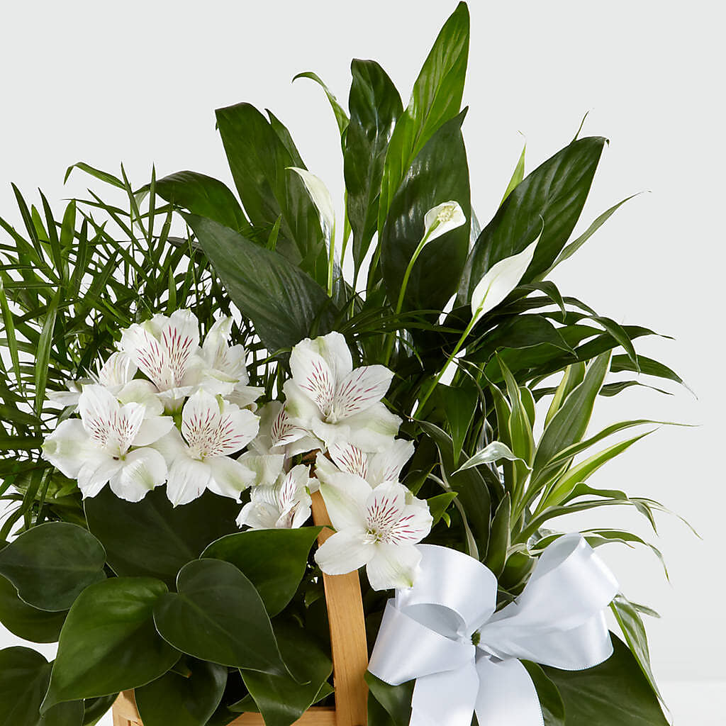 Peace & Serenity Dishgarden –  Semper Fi Florist, Oceanside CA