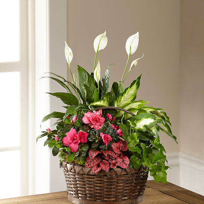 Dream in Pink Dishgarden –  Semper Fi Florist, Oceanside CA