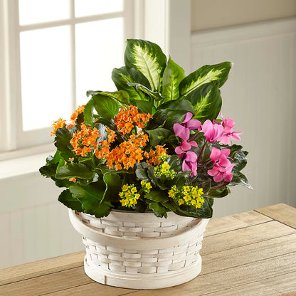 Color Crush Dishgarden –  Semper Fi Florist, Oceanside CA