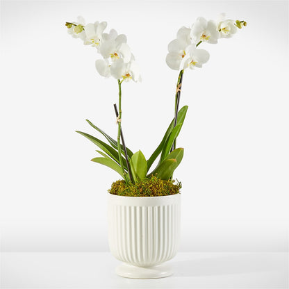 Whispering White Orchid –  Semper Fi Florist, Oceanside CA