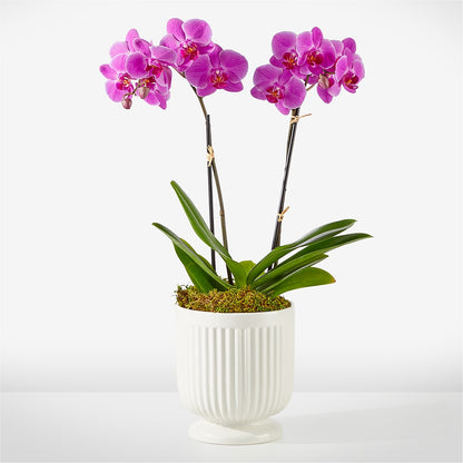 Friendly Fuchsia Orchid –  Semper Fi Florist, Oceanside CA