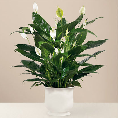 Comfort Planter –  Semper Fi Florist, Oceanside CA