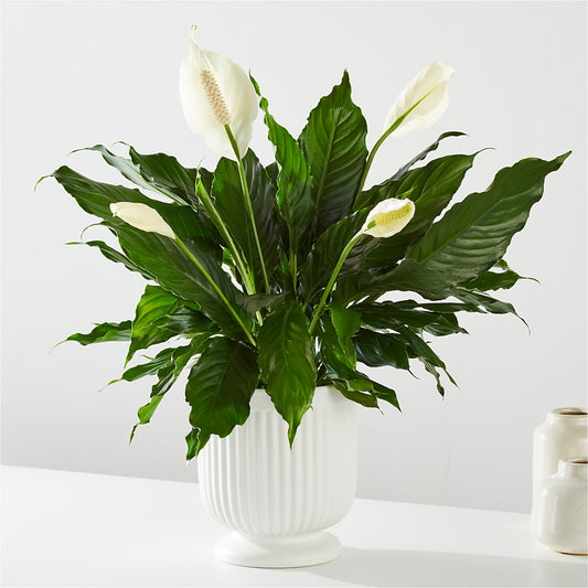 Comfort Planter –  Semper Fi Florist, Oceanside CA