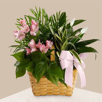 Living Spirit Dishgarden –  Semper Fi Florist, Oceanside CA