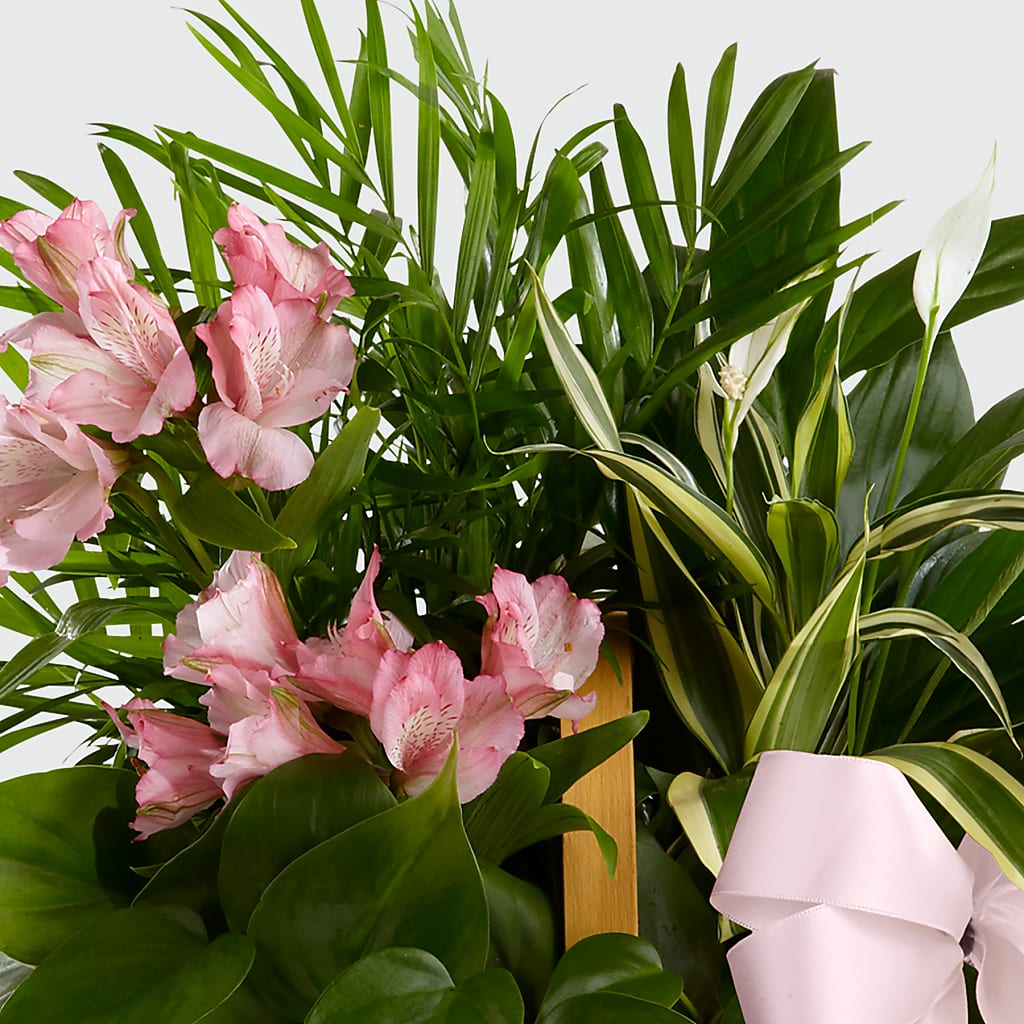 Living Spirit Dishgarden –  Semper Fi Florist, Oceanside CA