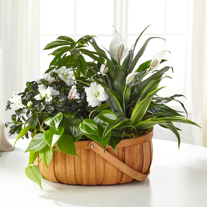 Serene Dishgarden –  Semper Fi Florist, Oceanside CA