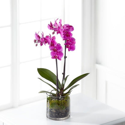 Pink Orchid Plant –  Semper Fi Florist, Oceanside CA