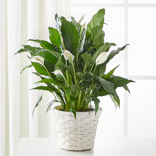 A New Leaf Peace Lily –  Semper Fi Florist, Oceanside CA