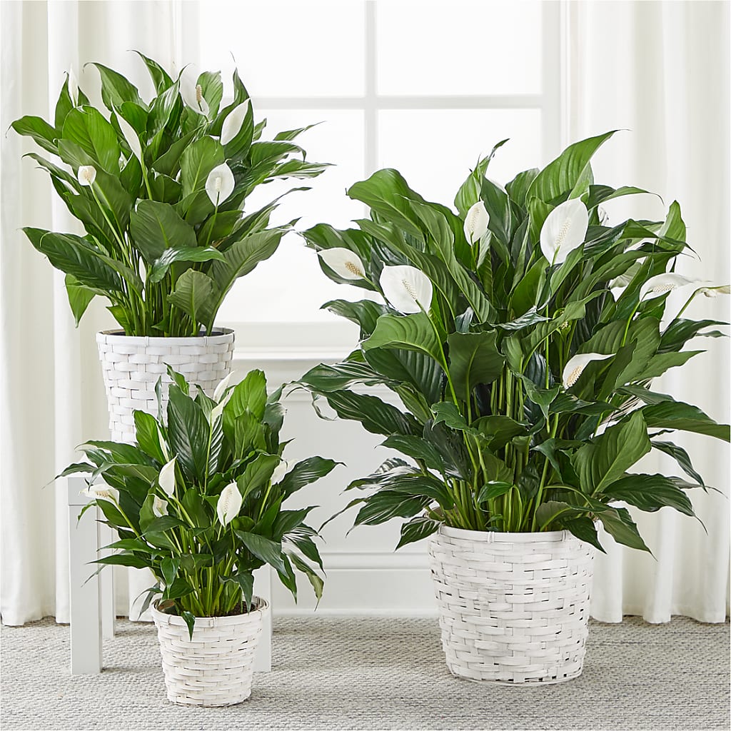 A New Leaf Peace Lily –  Semper Fi Florist, Oceanside CA
