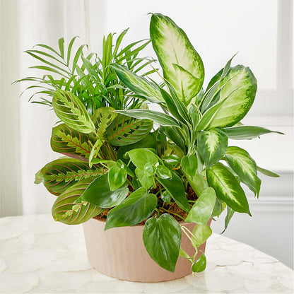Balance & Harmony Dishgarden –  Semper Fi Florist, Oceanside CA