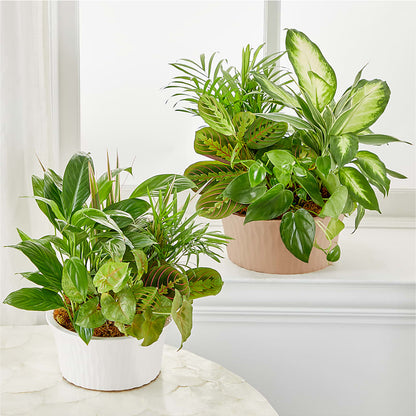 Balance & Harmony Dishgarden –  Semper Fi Florist, Oceanside CA