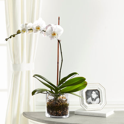 White Orchid Planter –  Semper Fi Florist, Oceanside CA
