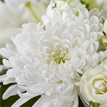 Classic Ivory – A Florist Original –  Semper Fi Florist, Oceanside CA